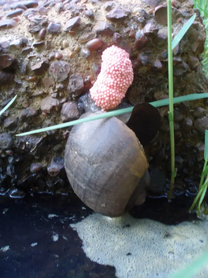 У США виявили смертоносних яблучних равликів: вони дуже небезпечні для людини